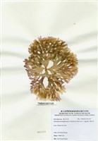 藏品(海木耳)的圖片